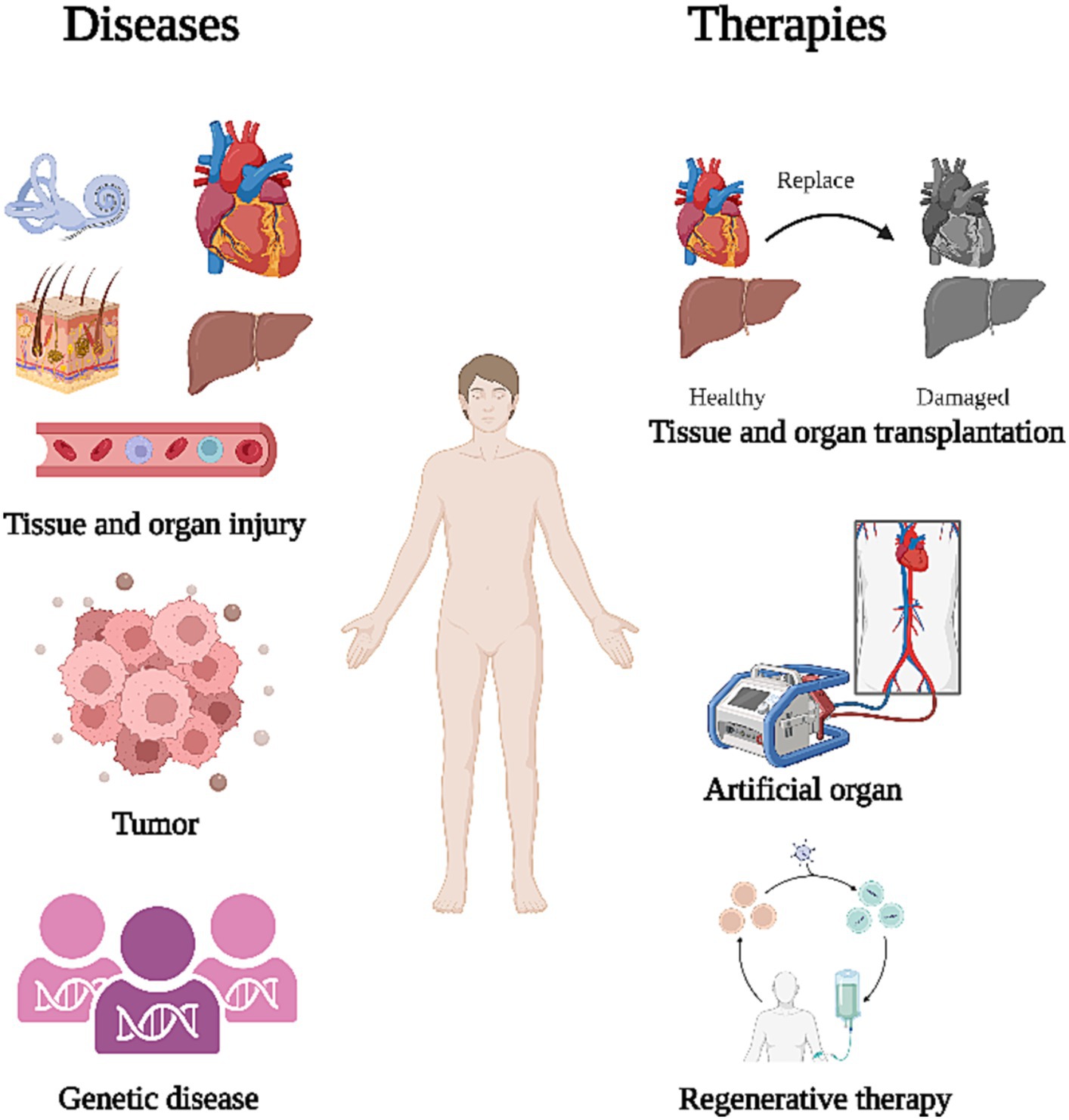 Regenerative Medicine Therapy